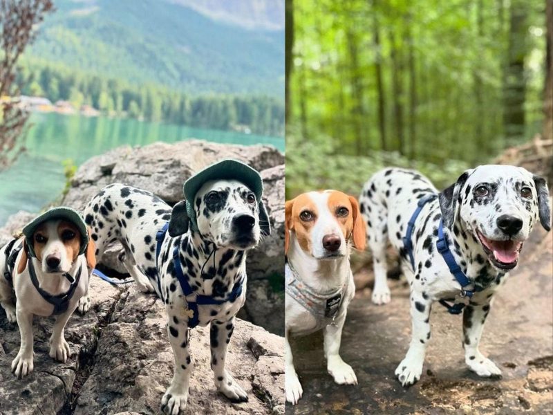 A imagem mostra um dálmata e um beagle de chapéu em rochas perto de um lago.