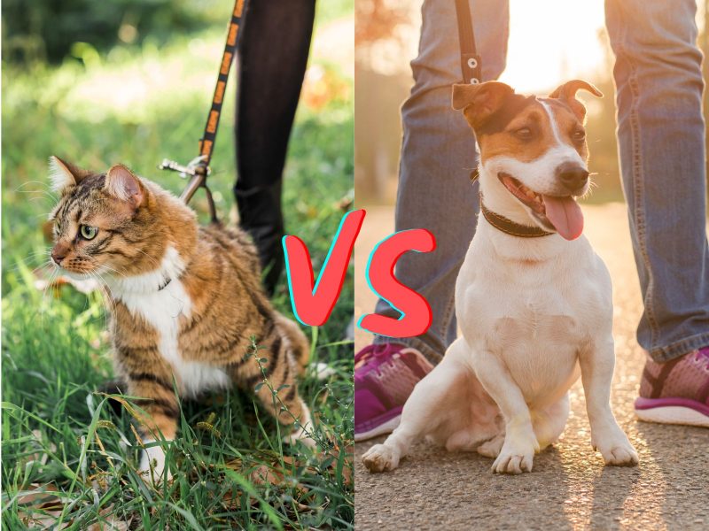 A imagem mostra um cão e um gato ambos de guia e coleira.