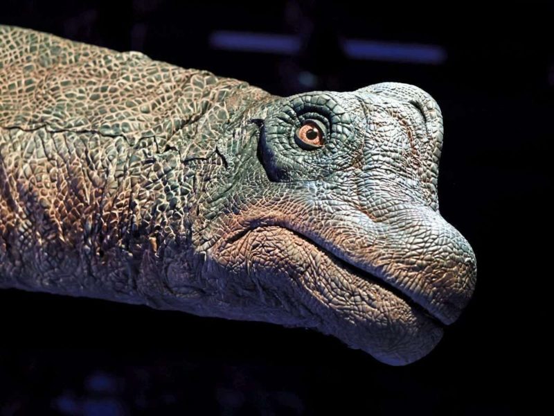 Réplica de um Braquiossauro, também um dinossauro de pescoço comprido