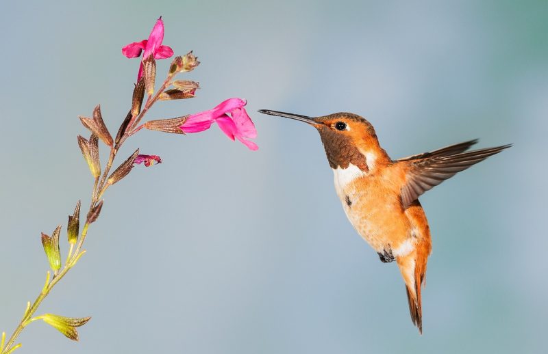 beija-flor laranja com tons de marrom em uma flor rosa