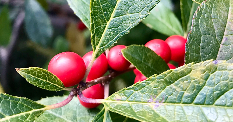 Folhas com fruto do gaulthérie