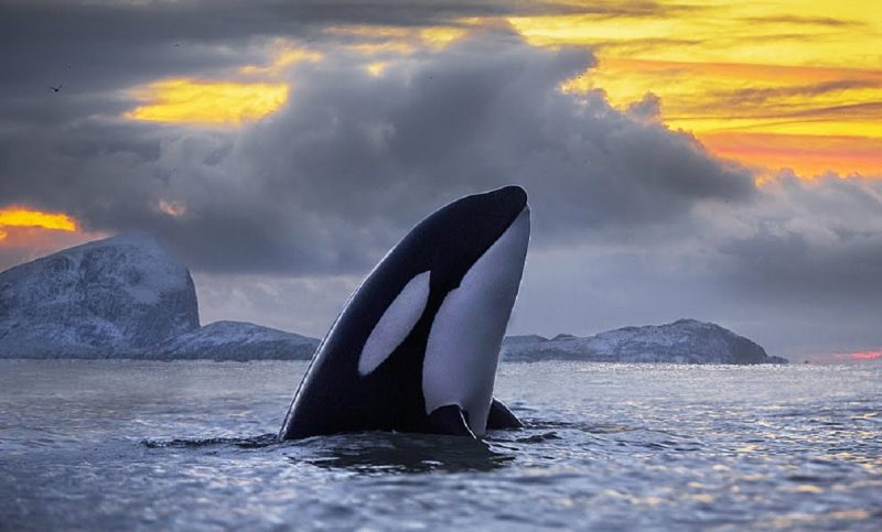 Orca com corpo para fora da água