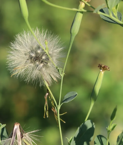 Papalo ainda plantado na natureza