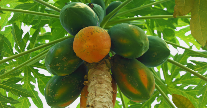 Árvore com frutas de papaya