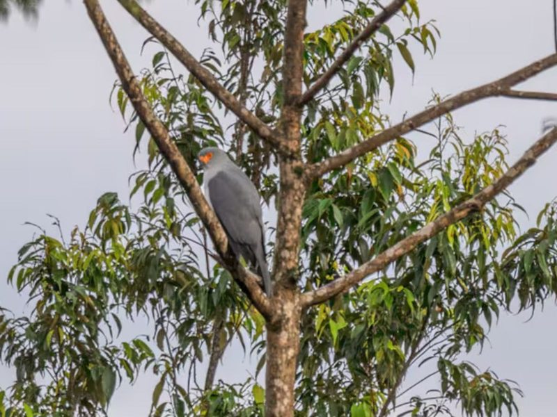 Pássaro raro é fotografado pela primeira vez na história