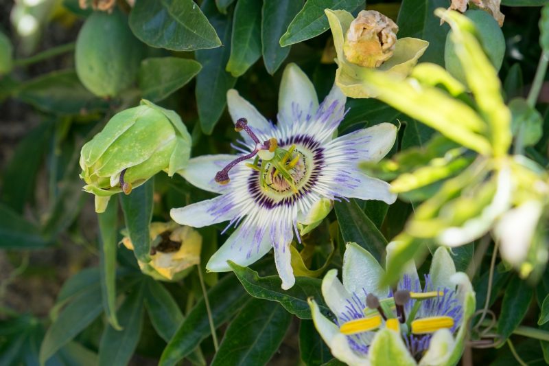 Passiflora ainda plantada na natureza