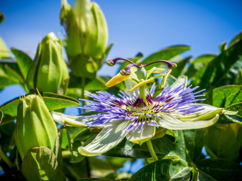 Passiflora ainda plantada na natureza (Planta calmante)