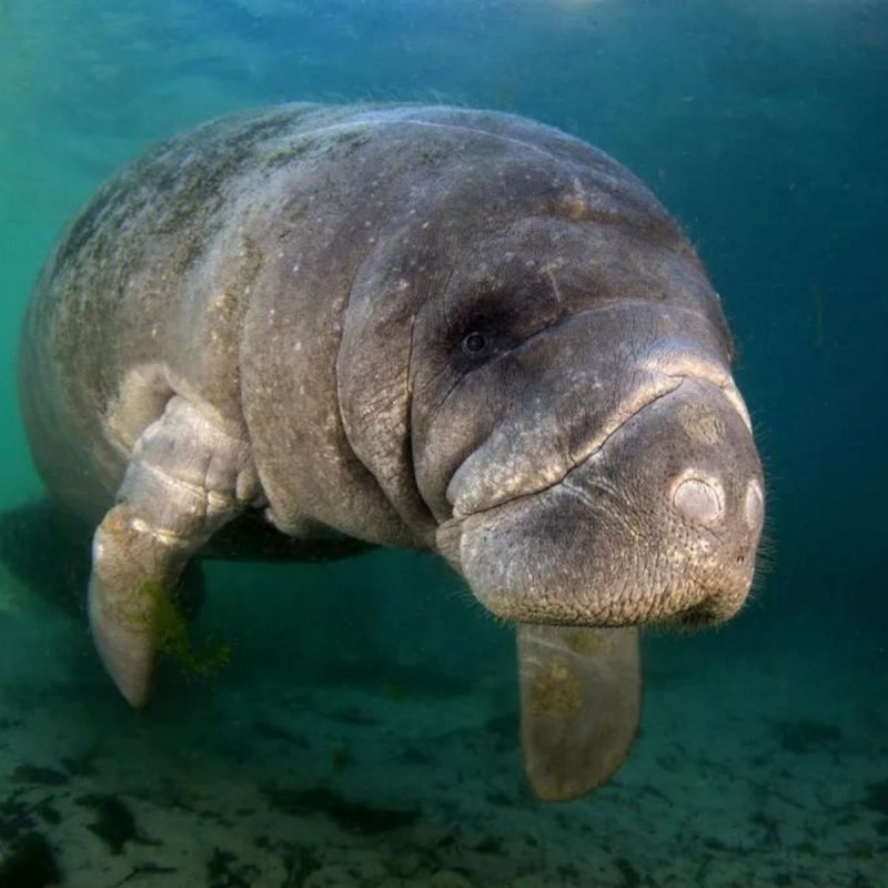 Os peixes-boi estão ameaçados de extinção e são um dos animais mais raros do mundo – Foto: Shutterstock, National Geographic Image Collection