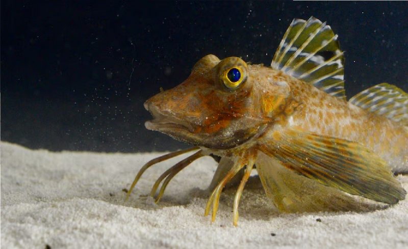 Peixe com pernas dentro de aquário