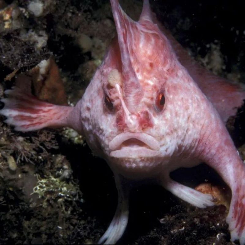 O peixe só foi relatado quatro vezes e é um dos animais mais raros do mundo – Foto: Karen Gowlett-Holmes