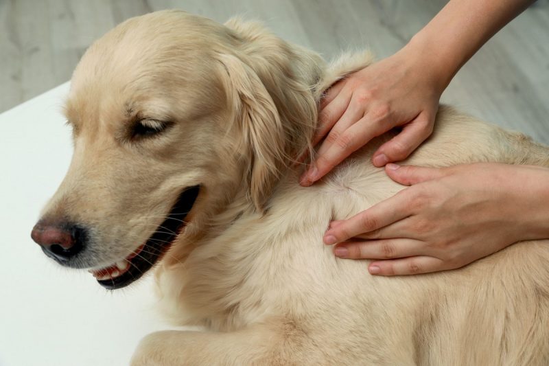 A imagem mostra um cachorro da raça Golden Retriever e as mãos de uma pessoa procurando possíveis machucados na pele do animal que podem indicar um possível problema de pele.