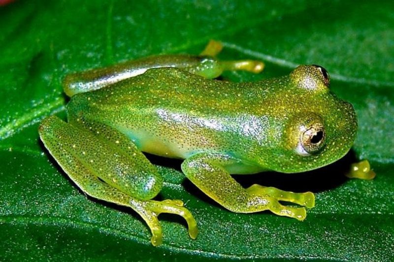 Foto de uma Perereca de vidro em cima de uma folha na Amazônia 
