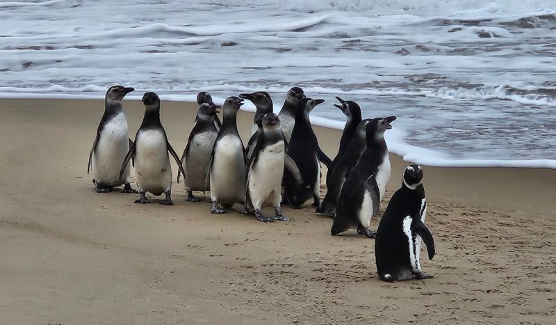 pinguins resgatados voltando para o mar em praia de Florianópolis, foto mostra eles na areia em frente ao mar