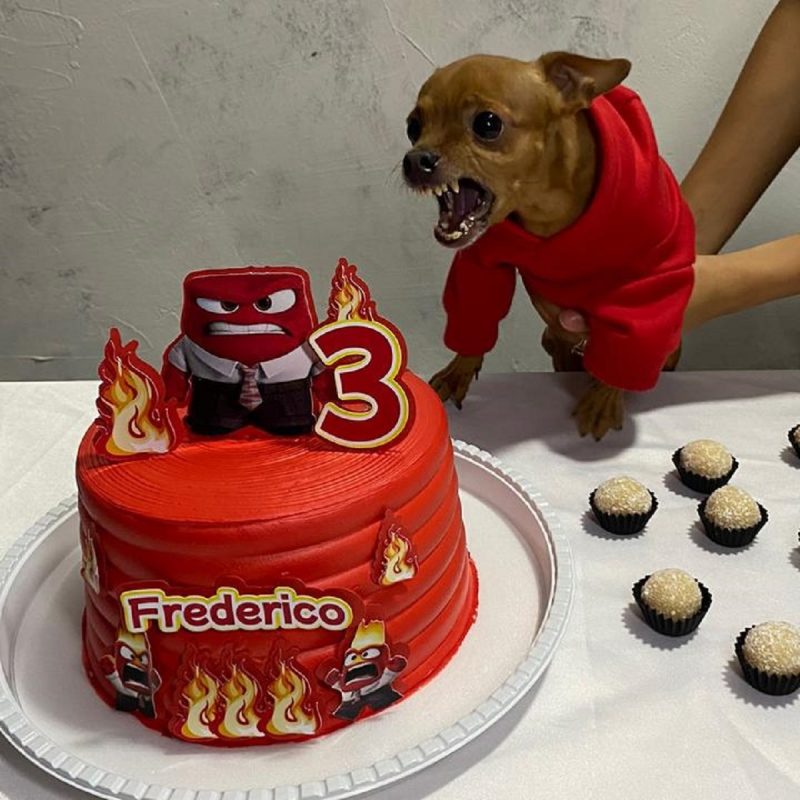 Pinscher rosnando para seu bolo de aniversário temático