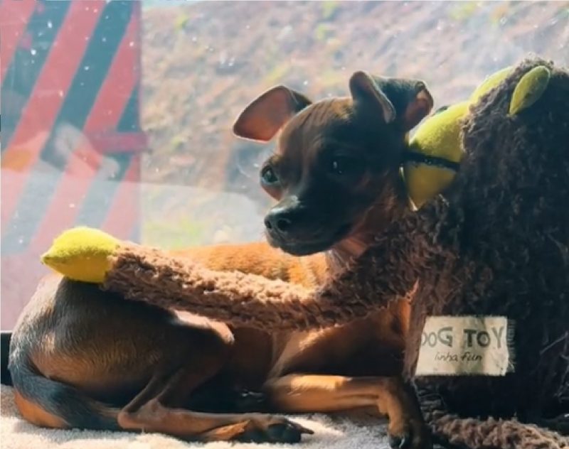 Pinscher deitada em caminhão durante viagem 