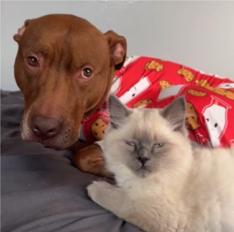 Pitbull e gato com mesmo olhar debochado