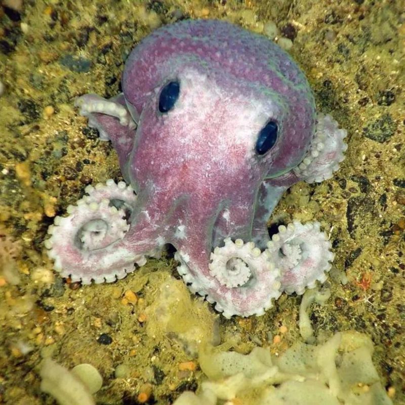 Este polvo roxo foi uma das espécies encontradas durante uma expedição em águas profundas no Canadá em julho de 2010. – Foto: Bedford Institute of Oceanography