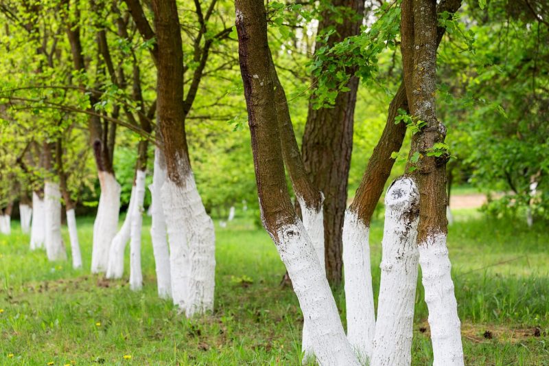 Árvores com o tronco pintado de branco