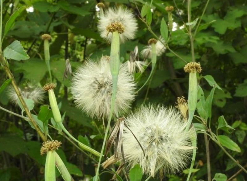 Papalo ainda plantado na natureza