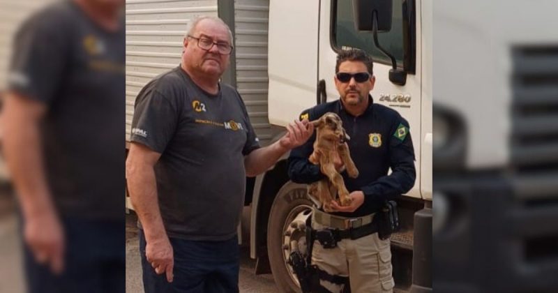 Caminhoneiro resgatou o cabrito recém-nascido na BR-101