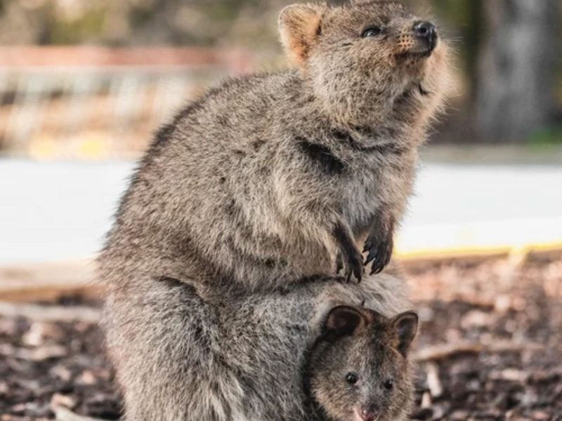 El quokka está incluido en la lista de los animales más bellos del mundo. 