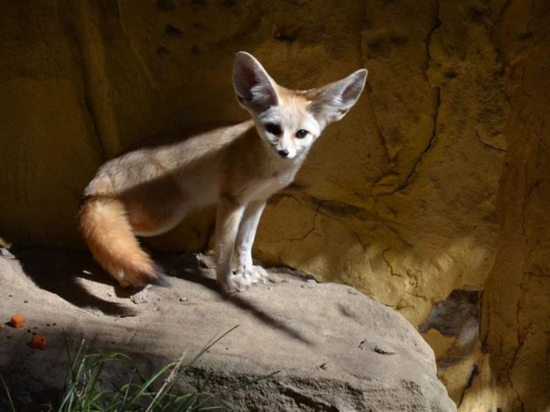 El zorro fénec está incluido en la lista de los animales más bellos del mundo 