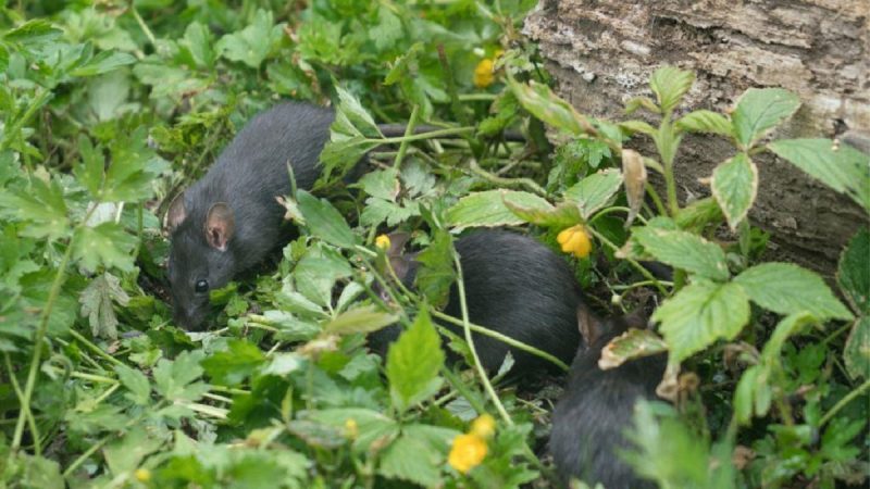 Ratos no jardim com folhas de vegetação baixa