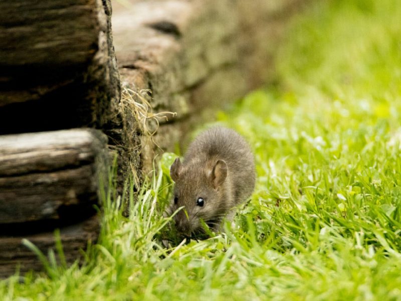 Rato em uma grama com uma casa de madeira 