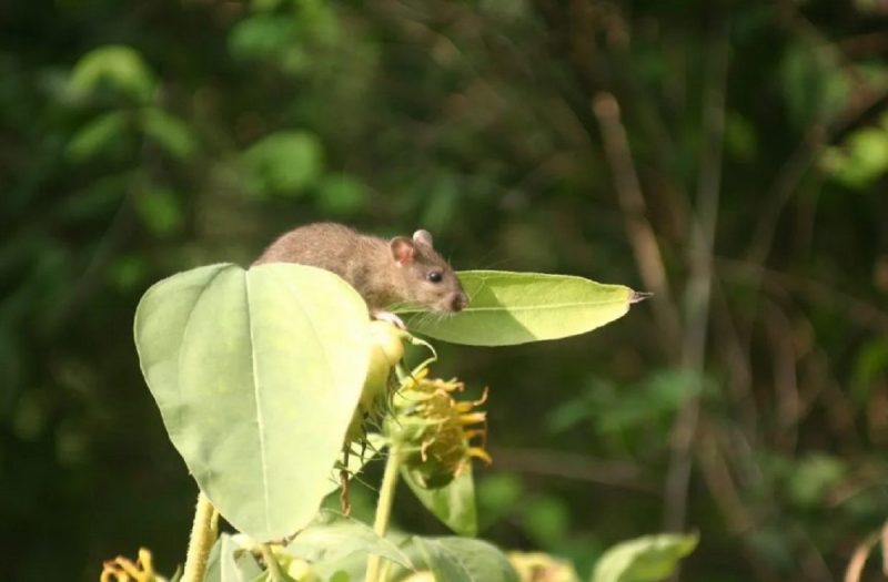 Rato em cima de plantação de girassol 