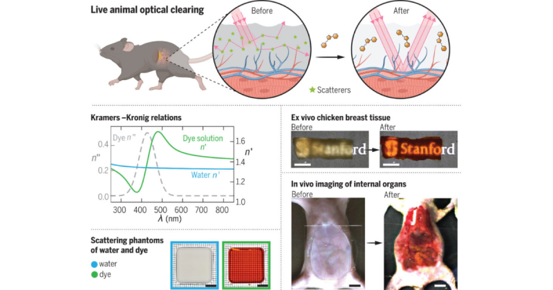 Experimento que deixou ratos com a pele transparente