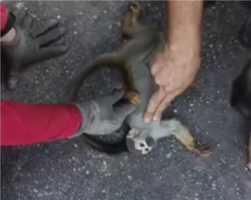 Macaco que fugiu das queimadas sendo reanimado pelos bombeiros 