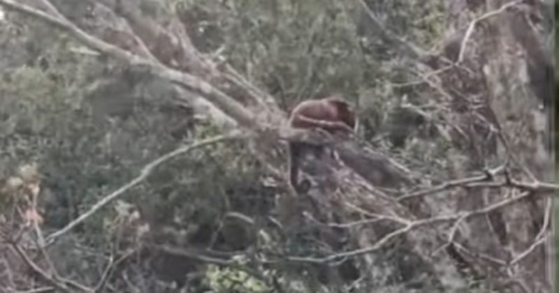 O bugio é uma das espécies de macaco ameaçadas e extinção em Santa Catarina