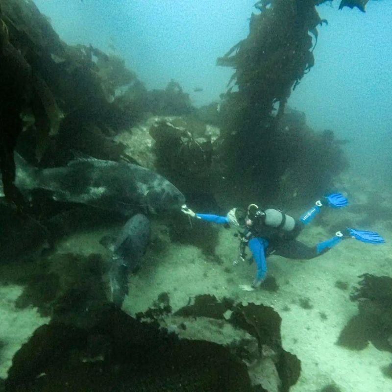 Robalo gigante com nadador