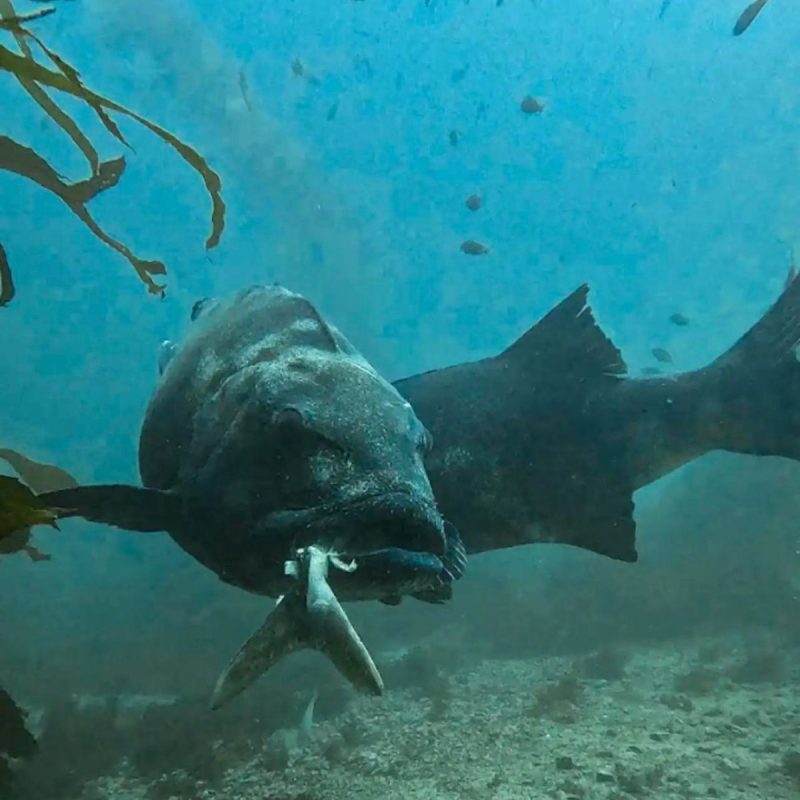 Robalo gigante com peixe na boca