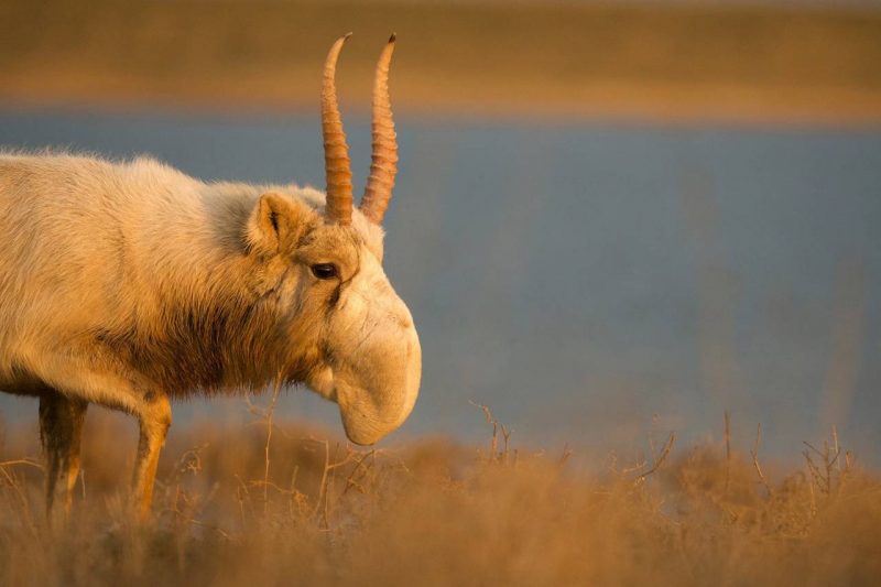 Saiga comendo pasto 