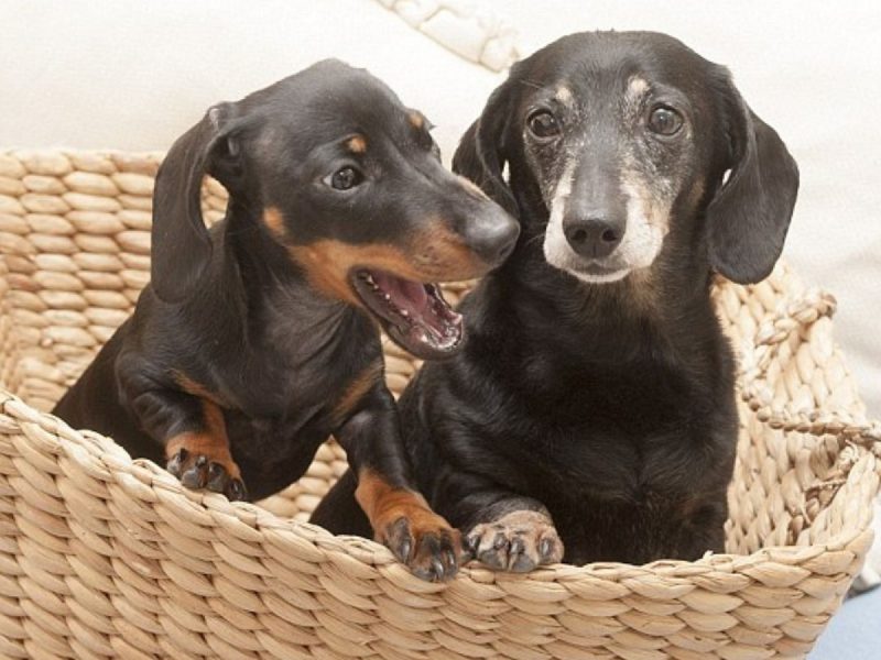 .A imagem mostra dois cachorros salsicha, um mais velho e um mais novo, de coloração preta com marrom. Os dois salsichas estão dentro de uma cesta de palha.