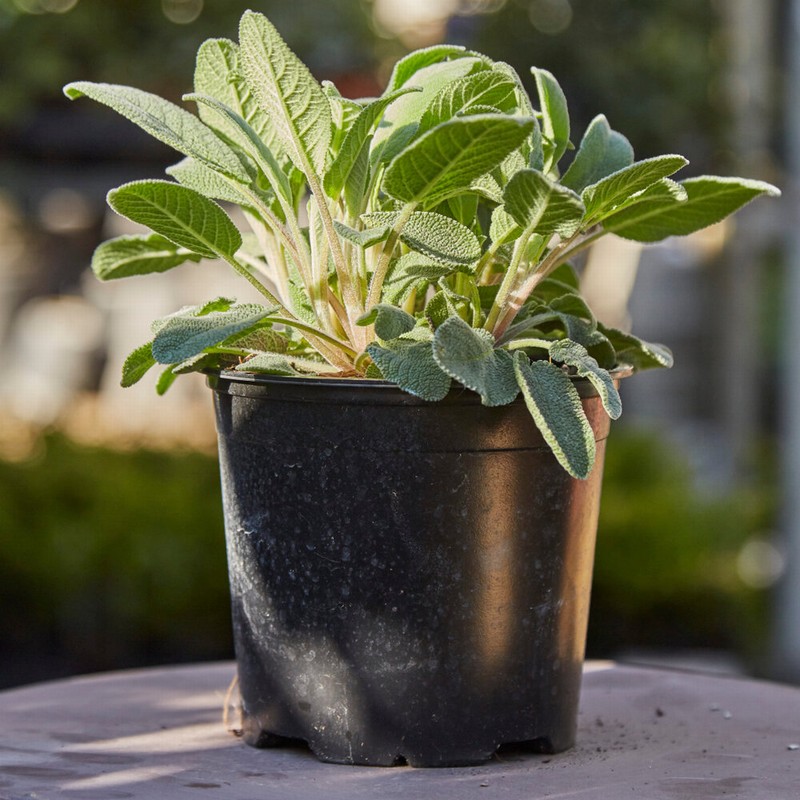 Sálvia plantada em um vaso pegando sol