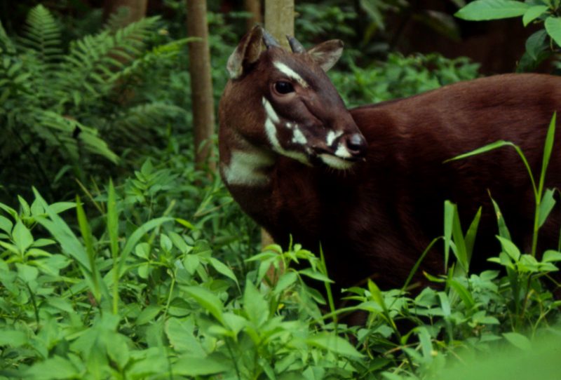 Saola é um dos animais mais raros do mundo – Foto: Divulgação/Reprodução/ND