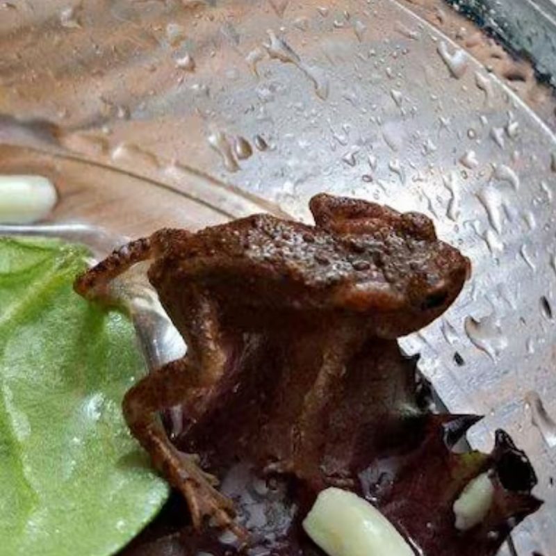 Sapo dentro de salada