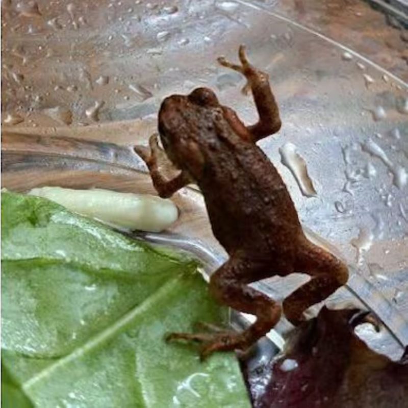 Sapo assusta pessoas ao ser encontrado dentro de salada