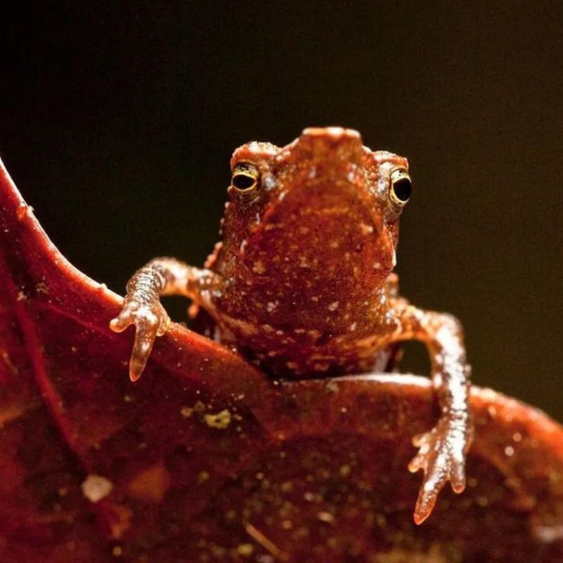 O animal ganhou esse nome por causa do nariz, que lembra o personagem da série – Foto: Robin Moore iLCP