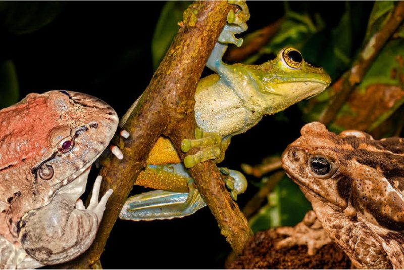 Sapos, rãs e pererecas em galhos de árvores