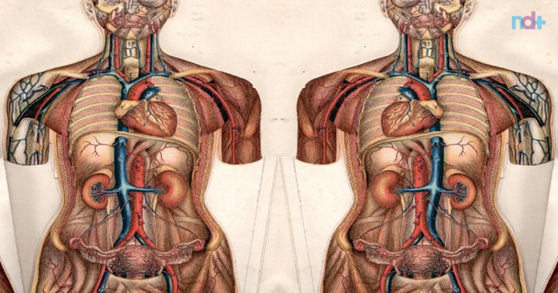 Ilustração de corpo humano com órgãos espelhados para ilustrar a condição situs inversus totalis