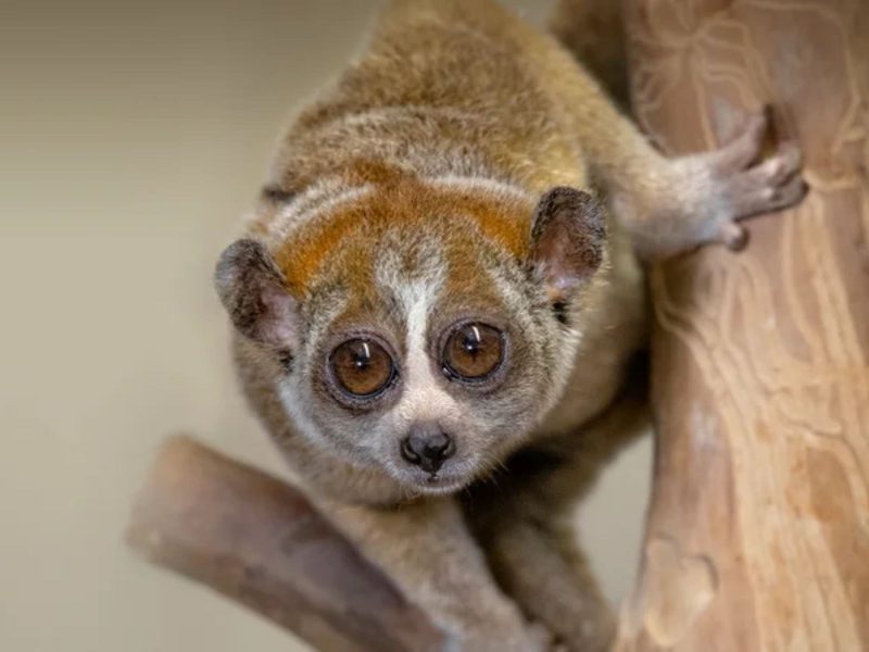 El loris perezoso está incluido en la lista de los animales más bellos del mundo 