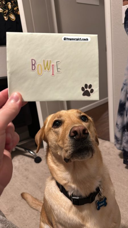 Foto mostra o cachorro Bowie e uma cartinha recebida por ele 