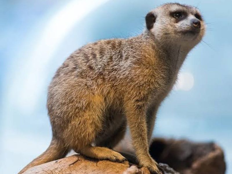 Suricata faz parte da lista dos animais mais fofos do mundo 