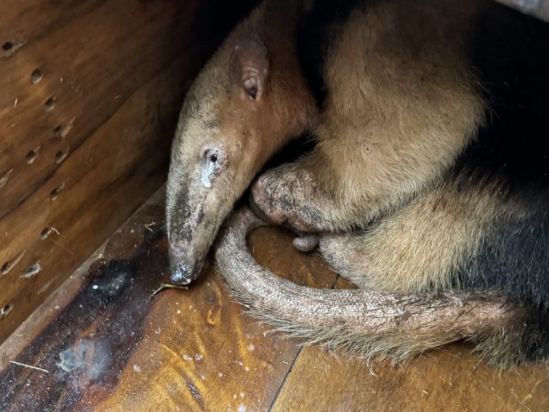 Imagem mostra outro tamanduá-mirim que havia sido resgatado