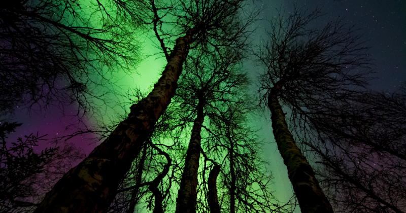 Imagem de aurora boreal entre as árvores