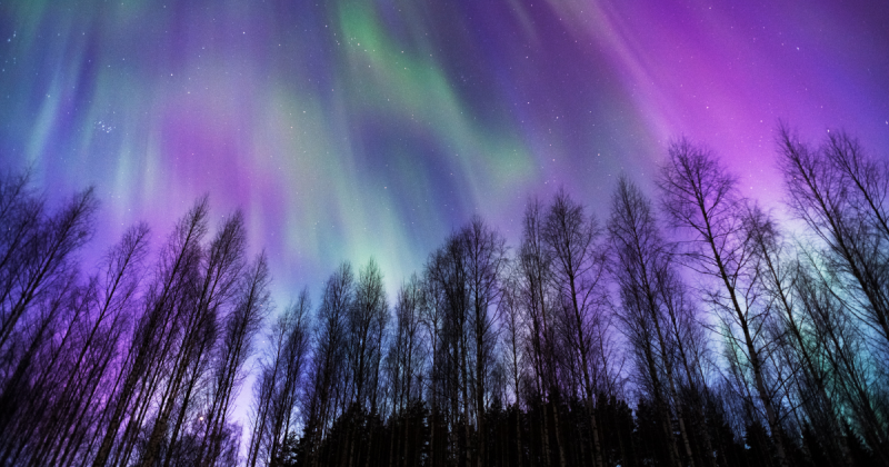 Aurora boreal em meio a floresta