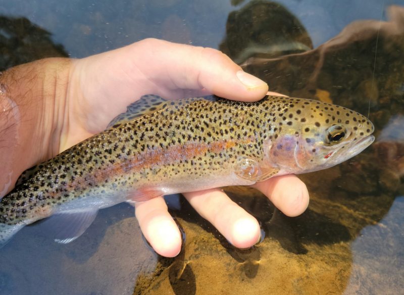 Peixe truta-arco-íris é visto pela primeira vez em 10 anos